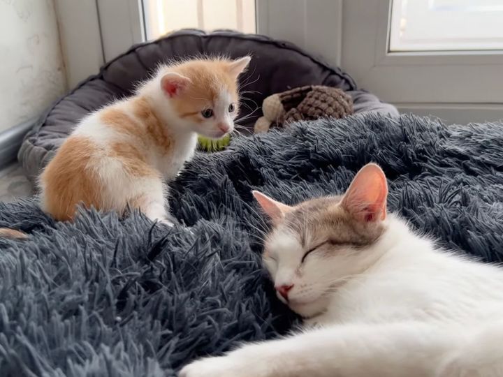 ママ猫がウトウトする横で…