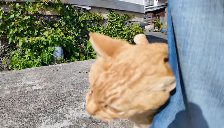 撫でて欲しくてスリスリする猫