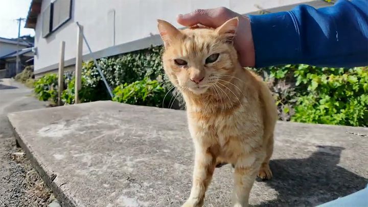 とにかく撫でられたい猫