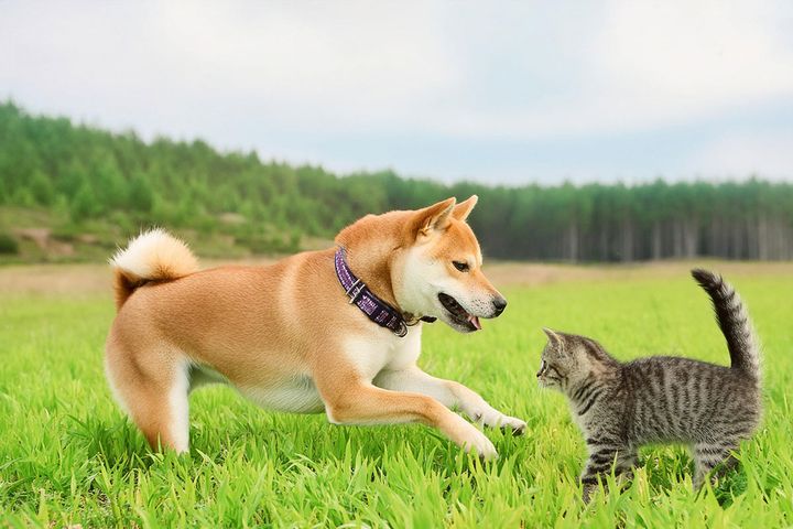 2024年ペットの名前ランキングが発表