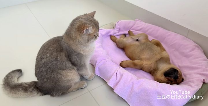 子犬にベッドを取られた猫