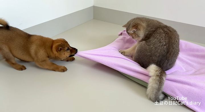 猫のベッドを引っ張る子犬