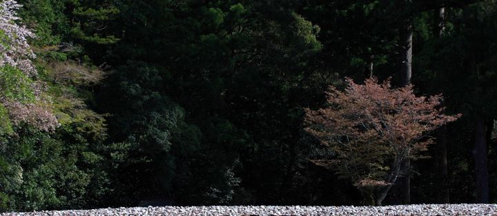 現在の御正宮に隣接する御敷地に立つ桜の古木。新たな御正宮は、この地に造営される。