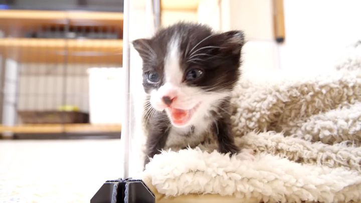 ミルクが飲みたい子猫