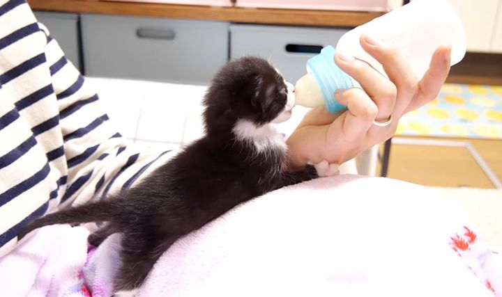 ミルクを飲む子猫