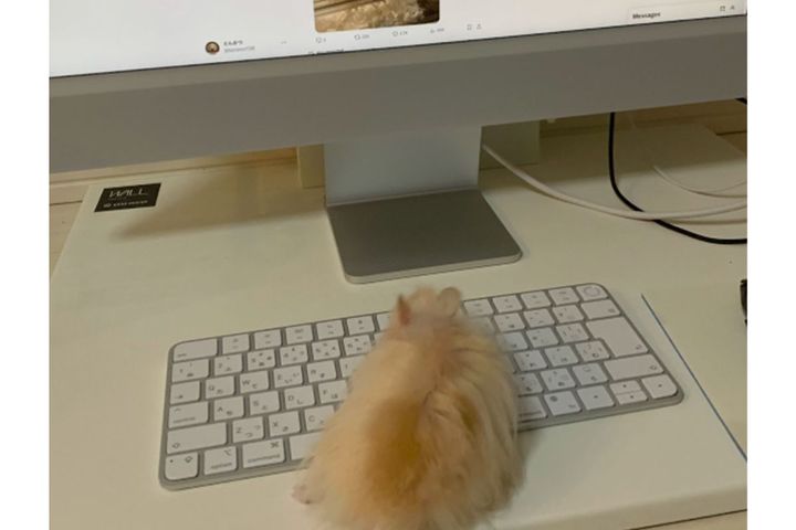 ハムスターのとんかつくんがタイピングする姿／（@tororon138）より引用