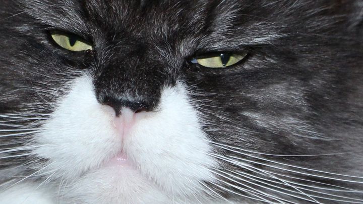 遺伝子は“音量ノブ”、飼い主がメロディー