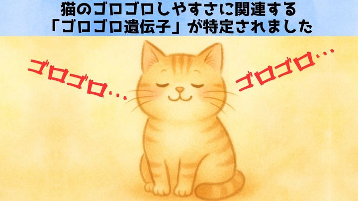 猫の「ゴロゴロ遺伝子」を発見