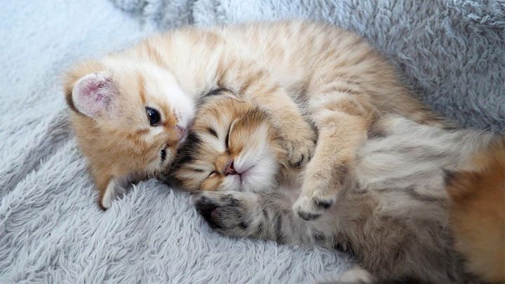 赤ちゃん猫の面倒を見る姉猫