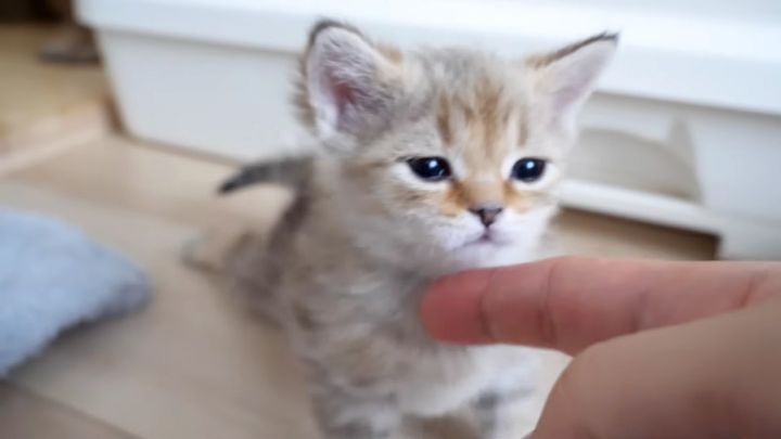 甘えん坊な姉猫