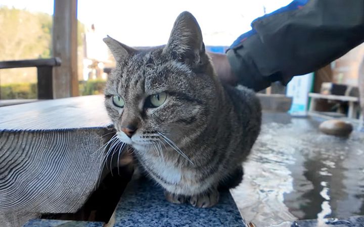 足湯でナデナデされる猫