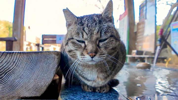 足湯の管理人は猫