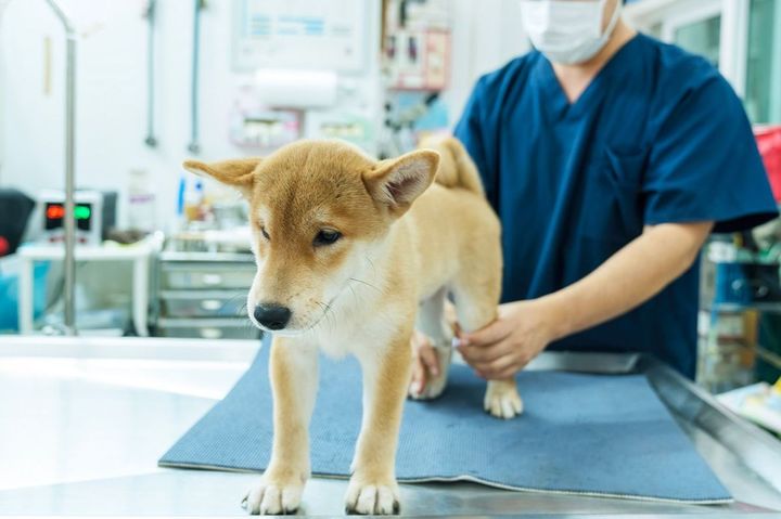 動物病院の診察台の上で子犬が診察を受けている