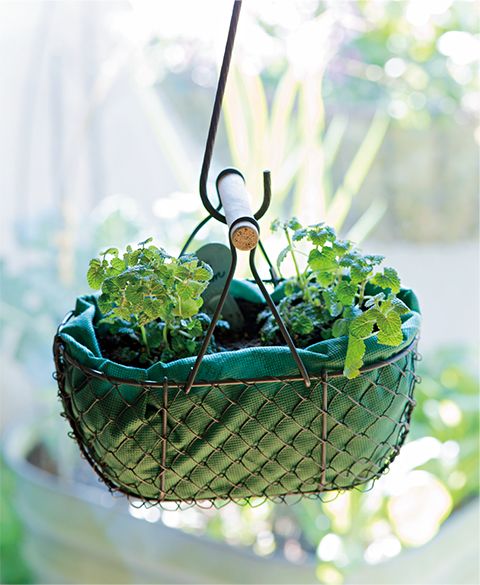 子どもと一緒に育てて収穫の楽しみも♪ おしゃれにハーブを育てる「ハンギングバスケット」の作り方の画像1