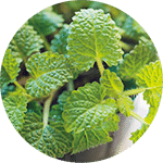 子どもと一緒に育てて収穫の楽しみも♪ おしゃれにハーブを育てる「ハンギングバスケット」の作り方の画像3