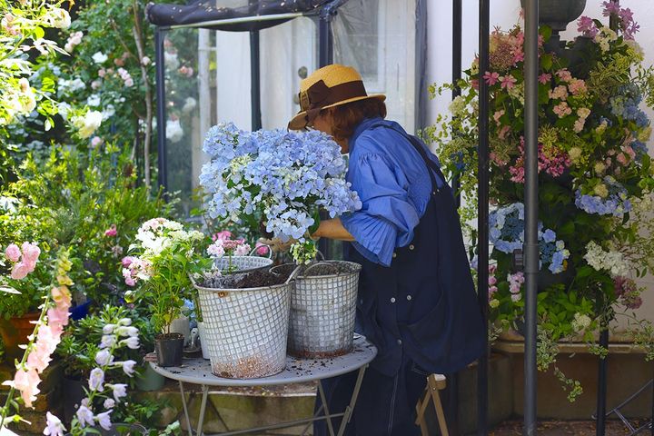 アジサイと武島さん