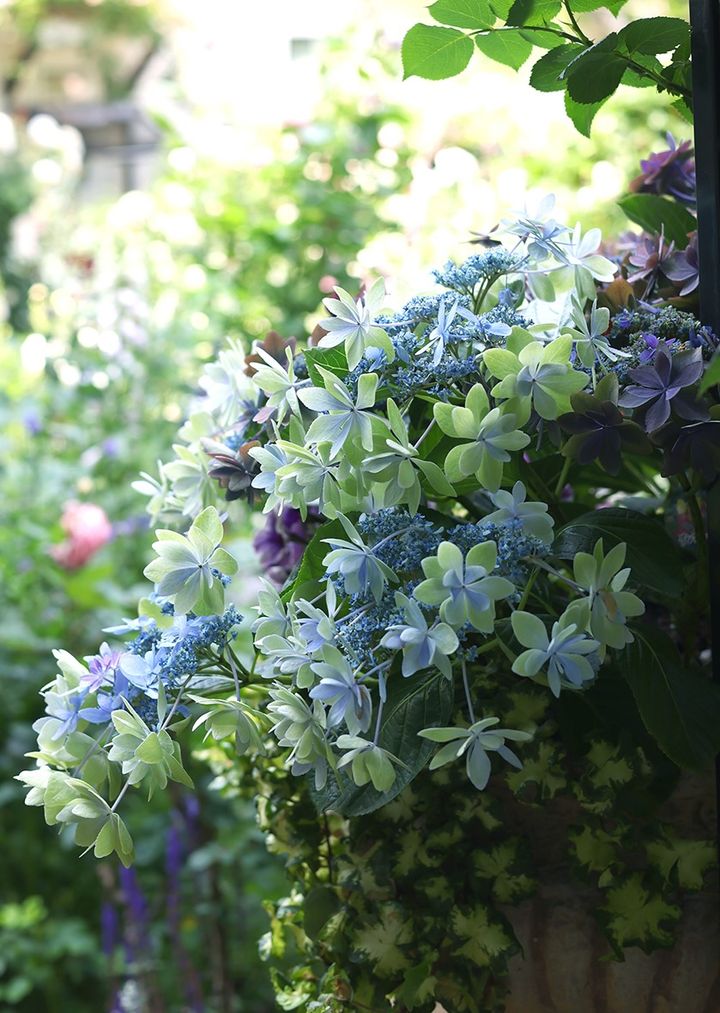 アジサイのハンギング
