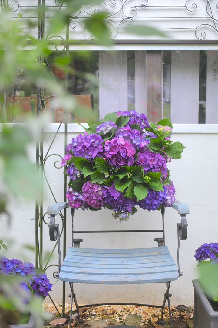 アジサイのハンギング