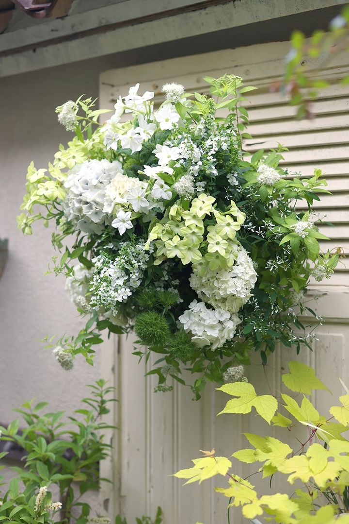 アジサイのハンギング
