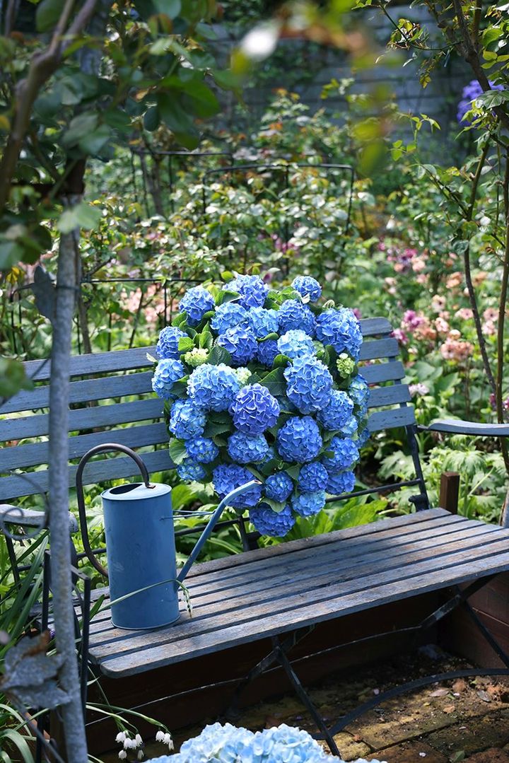 ブルーのアジサイのハンギング