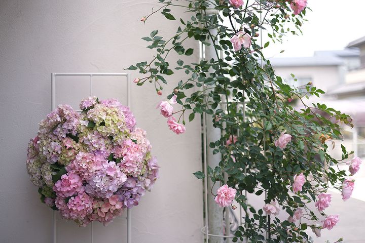 つるバラとアジサイのハンギング