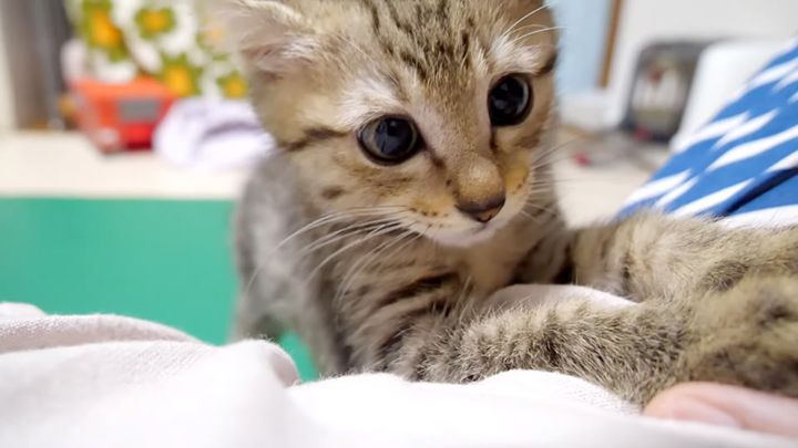 ママにダイブする子猫