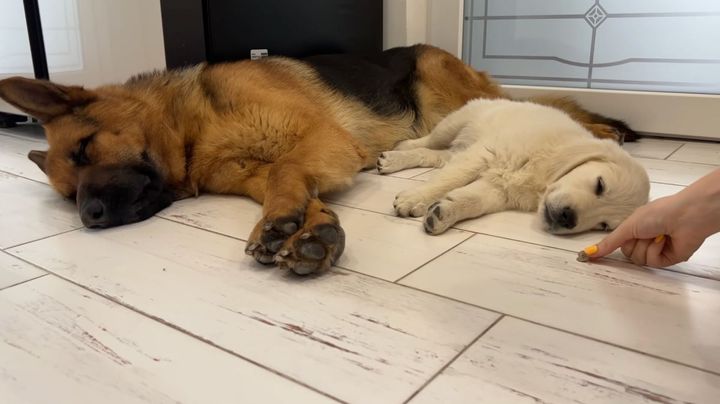 あっ、目の前におやつが……