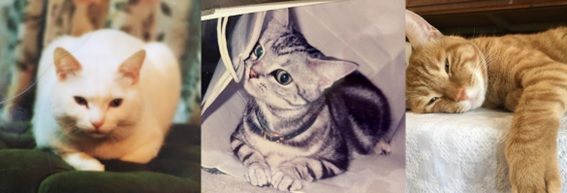 画像の代替テキスト