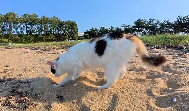 砂浜で遊ぶ猫