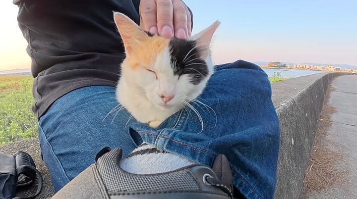 膝の上でくつろぐ猫