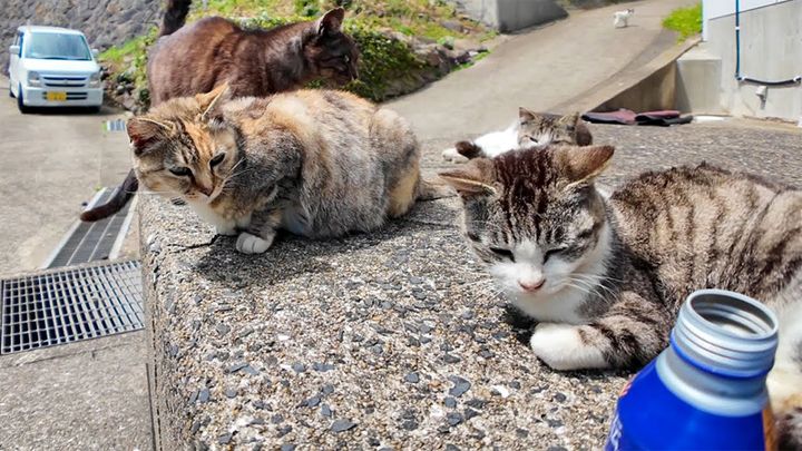 猫島でコーヒーを飲む