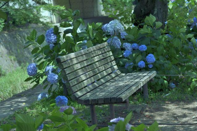 アジサイに囲まれたベンチ 雨上がり