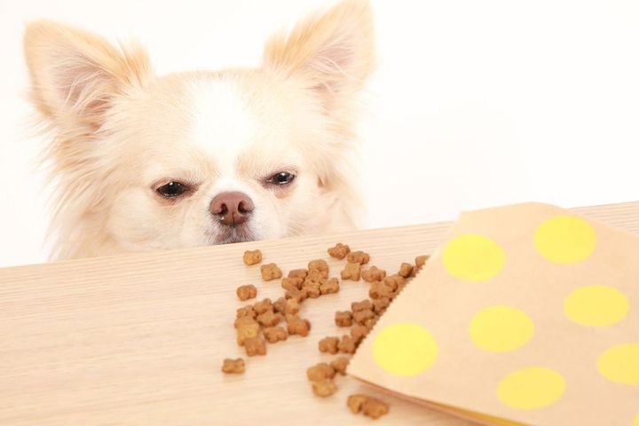 「犬の嫌いな食べ物」ランキング1位は？