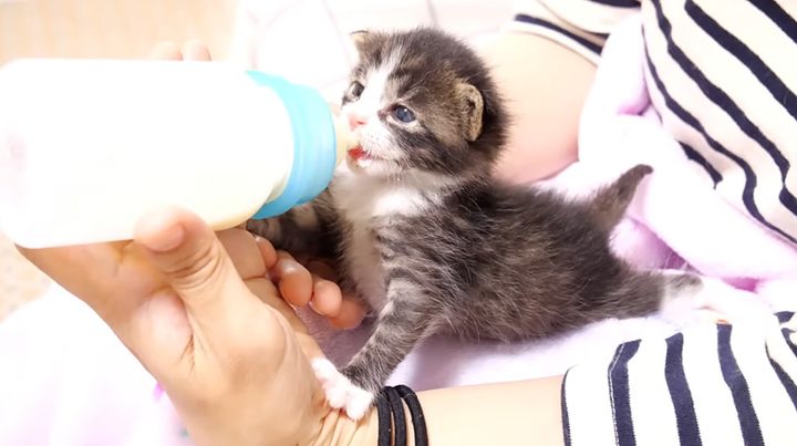 ミルクを飲む子猫