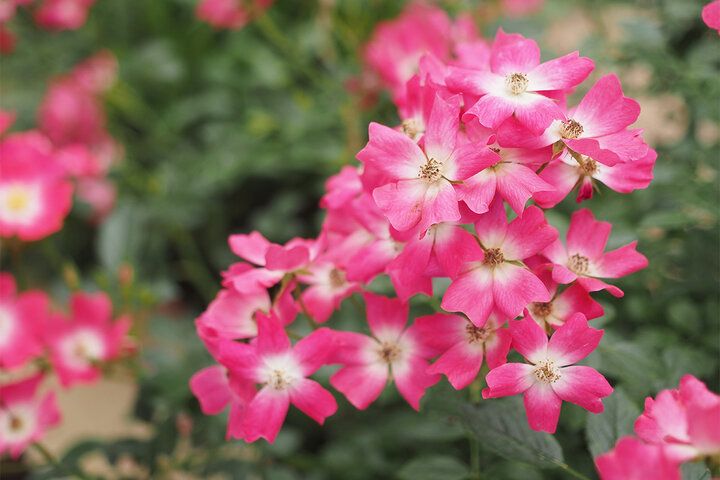 心ときめく薔薇尽くしのティータイム♪ 自家製バラを味わう伊豆ばら園併設のカフェ「70 nanamaru cafe」