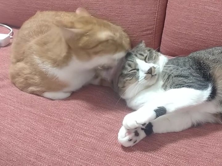 「気持ちいいニャ〜…」と思っていたら！