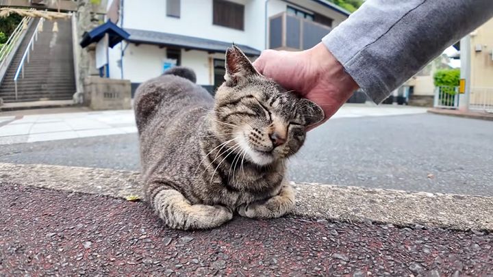 撫でられる猫