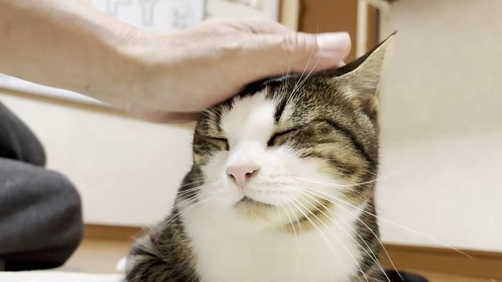 撫でられる猫