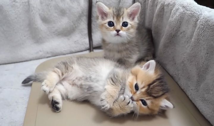 まったりする子猫