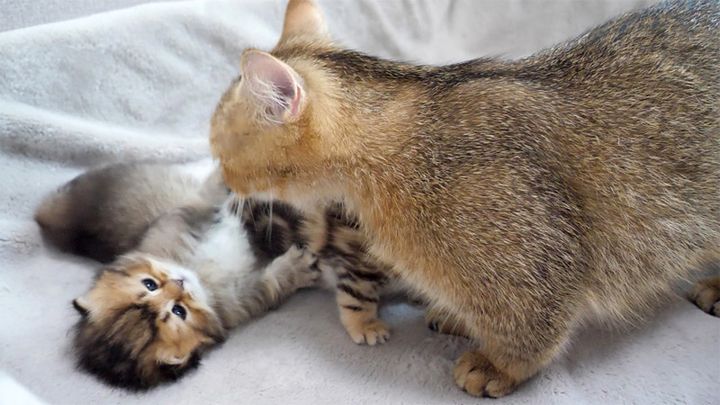 ママ猫に舐めてもらいたい子猫