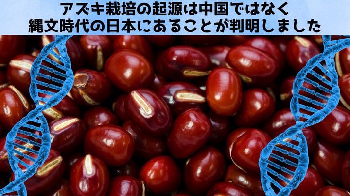 アズキの栽培化が日本で始まったことがゲノム解析で判明