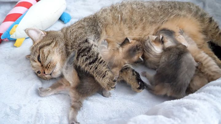 子猫達にミルクを飲ませるママ猫