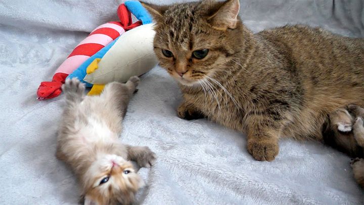 子猫から目が離せないママ猫