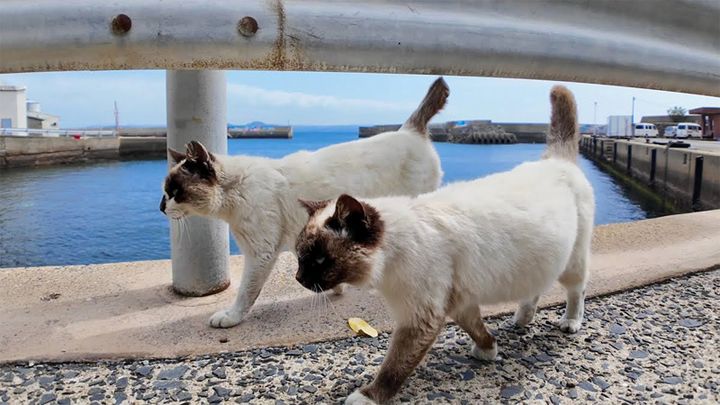 集まってきた猫