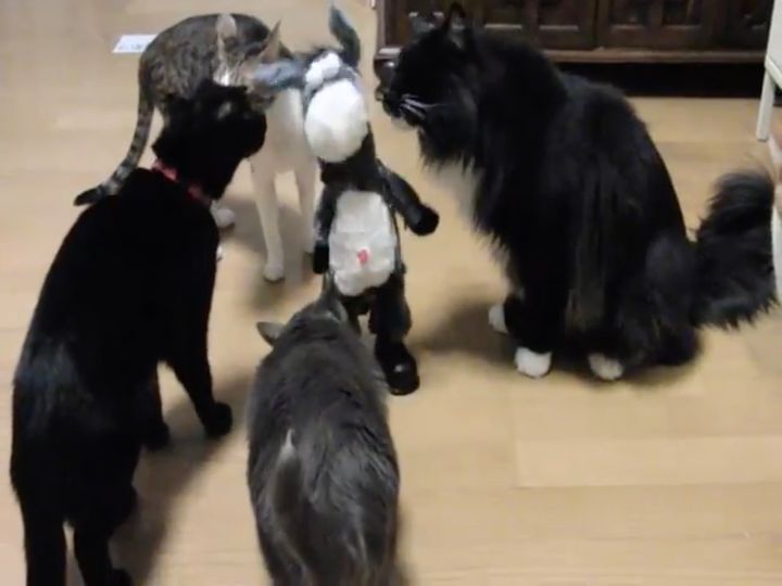 激しさに困惑しながら心配する猫、すっごい躍るロバに取り巻く