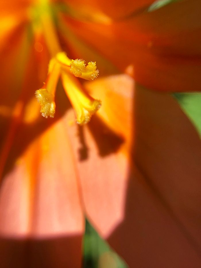 100円ショップの虫眼鏡やルーペを使って、「スマホカメラ」で撮るマクロな世界【ママカメラマンのスマホ写真術】の画像10