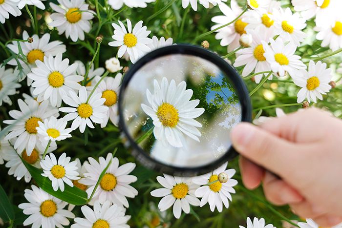 100円ショップの虫眼鏡やルーペを使って、「スマホカメラ」で撮るマクロな世界【ママカメラマンのスマホ写真術】の画像3