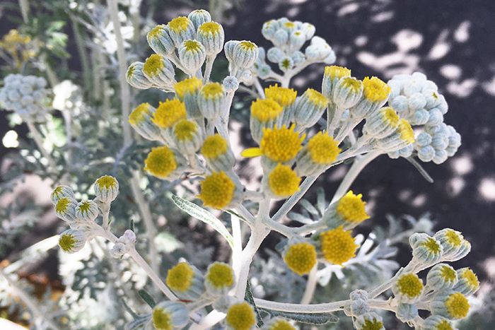 100円ショップの虫眼鏡やルーペを使って、「スマホカメラ」で撮るマクロな世界【ママカメラマンのスマホ写真術】の画像4