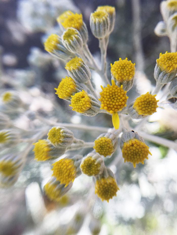 100円ショップの虫眼鏡やルーペを使って、「スマホカメラ」で撮るマクロな世界【ママカメラマンのスマホ写真術】の画像5