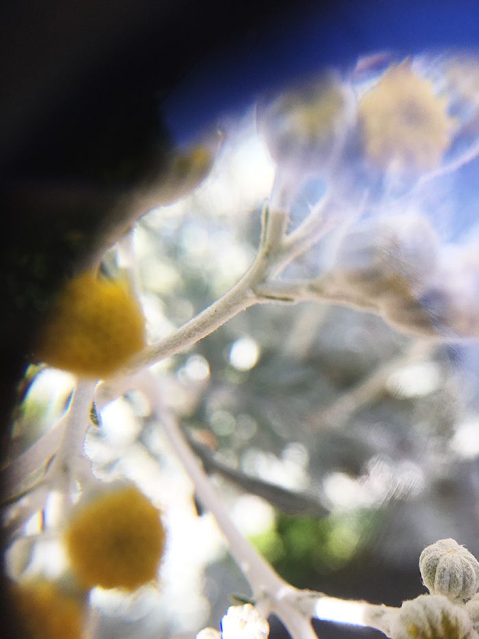 100円ショップの虫眼鏡やルーペを使って、「スマホカメラ」で撮るマクロな世界【ママカメラマンのスマホ写真術】の画像6